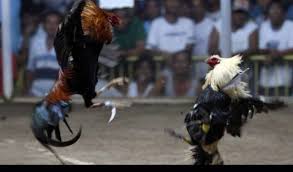 Strategi Sabung Ayam Online: Cara Cerdas Memilih Ayam Juara